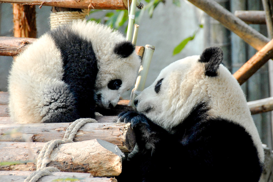 Pandas at the facility