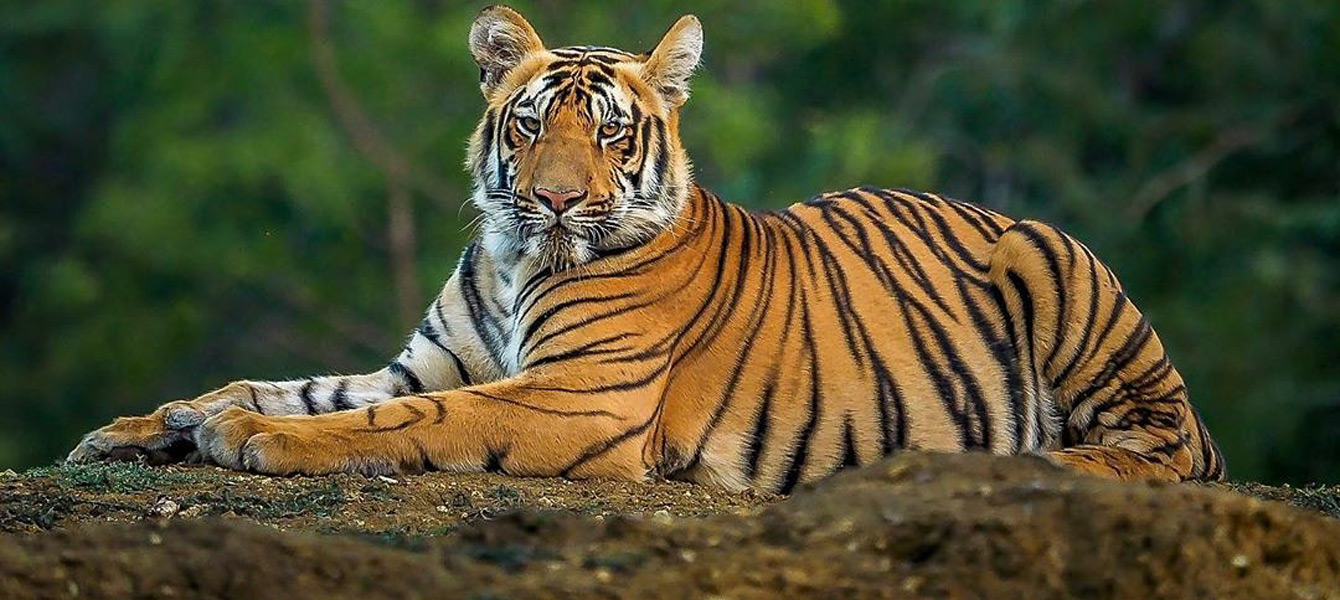 a tiger lying down, commonly found in the Sundarbans