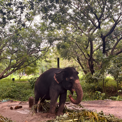 Elephant in Keralala, India