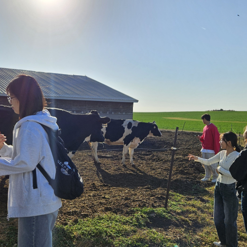 Korean students at the Hansen Dairy Farm 